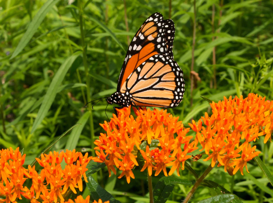 Shrubs for Butterfly Gardens