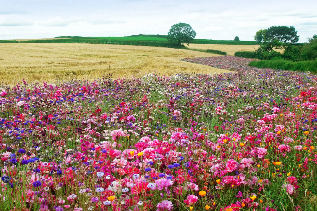 Wildflower Meadow for Pollinators