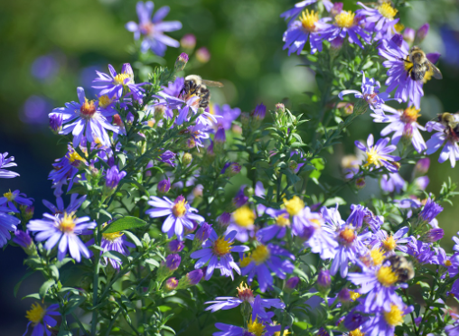 Late Season Pollinator Plants