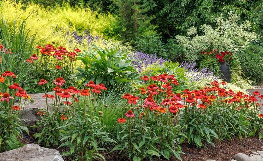 Beautiful Butterfly and Bee Garden Ideas