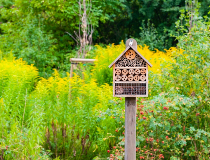 Backyard Sanctuary for Bees and Butterflies