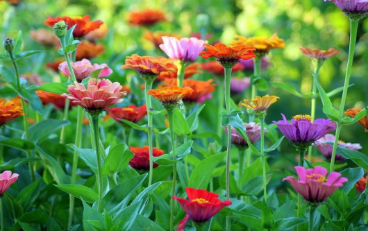 Building a Pollinator Paradise Garden