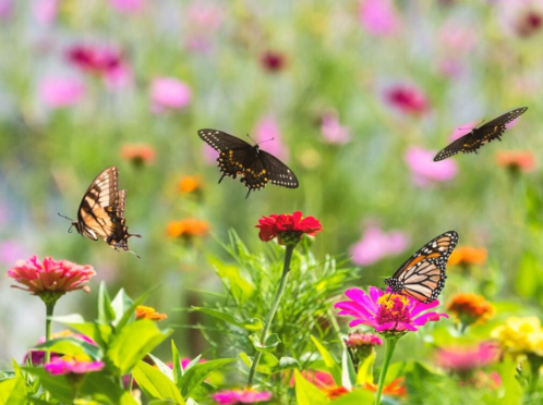 How to Keep Butterflies Visiting Your Garden