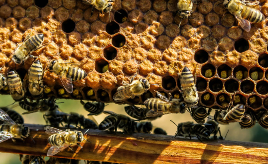 How to Keep Bees Visiting Your Garden