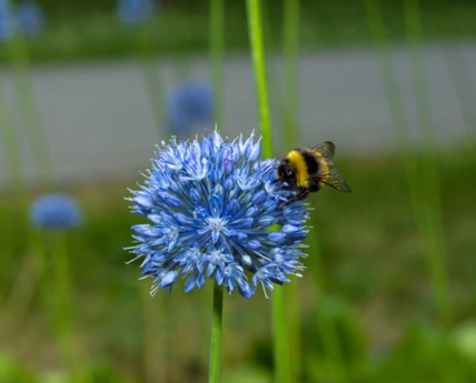 Fragrant Flowers for Bee Gardens