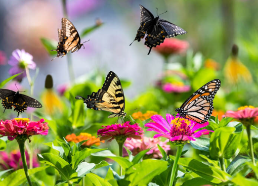 Best Color Combinations for Butterfly Gardens