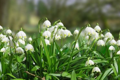 Early Spring Pollinator Flowers