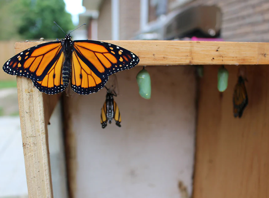 How to Build a Butterfly Habitat