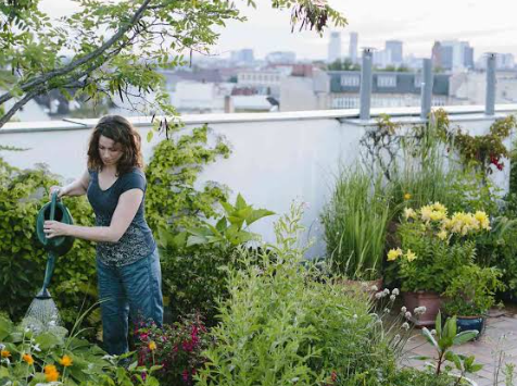 Small Rooftop Garden Ideas